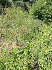 Cyperus giganteus