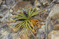 Aciphylla squarrosa squarrosa