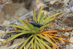 Aciphylla squarrosa squarrosa