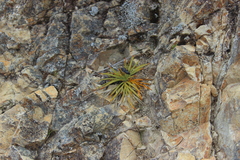 Aciphylla squarrosa squarrosa
