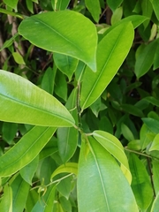 Ficus americana