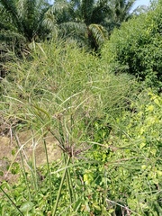 Cyperus giganteus