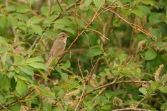 Phylloscopus armandii