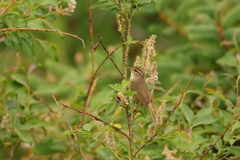 Phylloscopus armandii