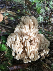 Ramaria rubiginosa