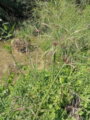 Cyperus giganteus