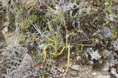 Thelymitra longifolia