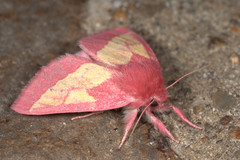 Hyparpax aurora