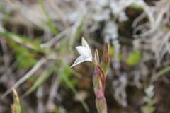 Thelymitra longifolia