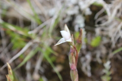 Thelymitra longifolia