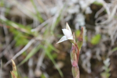 Thelymitra longifolia