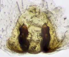 Philodromus fuscolimbatus