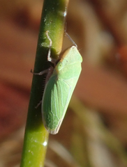 Draeculacephala minerva