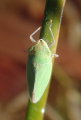Draeculacephala minerva