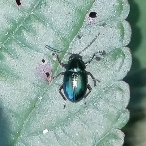 Lyraletes