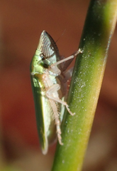 Draeculacephala minerva