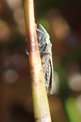 Draeculacephala minerva