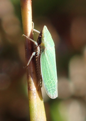 Draeculacephala minerva