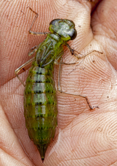 Anax papuensis