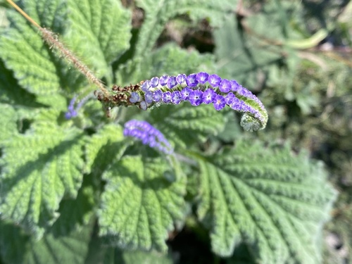 Indian Heliotrope