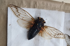 Macrotristria angularis