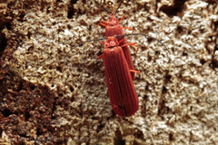 Punicealis hamata