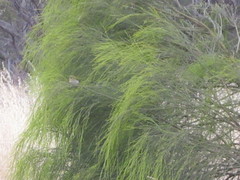 Zosterops lateralis chloronotus