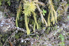 Phlegmariurus varius