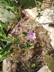Ruellia parryi
