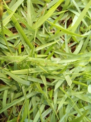 Eumusonia