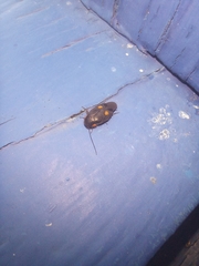 Euthyrrhapha pacifica