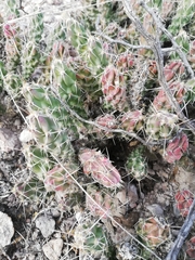 Grusonia grahamii