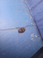 Euthyrrhapha pacifica