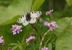 Parnassius bremeri