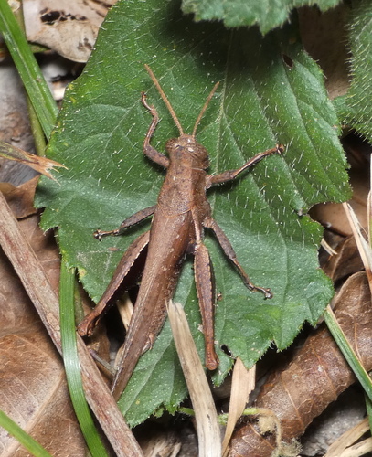 Abracris flavolineata