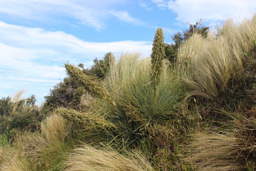 Common Speargrass