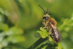 Andrena haemorrhoa