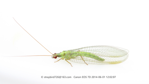 Chrysoperla furcifera
