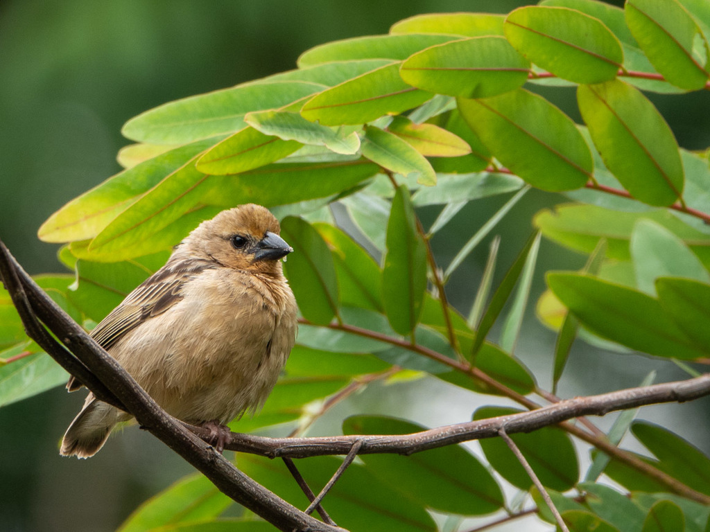 Bob-Tailed Weaver