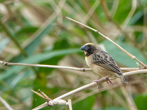 iNaturalist image