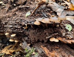 Galerina marginata