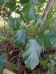 Coccoloba caracasana