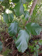 Coccoloba caracasana