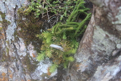 Phlegmariurus varius