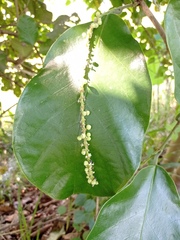 Coccoloba caracasana
