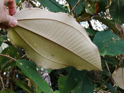 Miconia argentea - Leaves