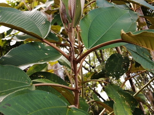 Miconia argentea - Leaves