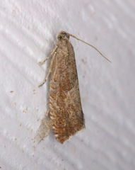 Dichrorampha acuminatana