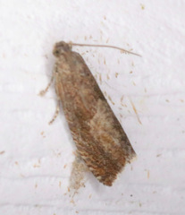 Dichrorampha acuminatana