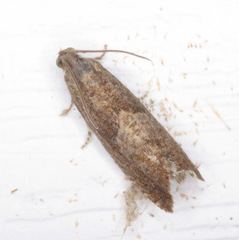 Dichrorampha acuminatana